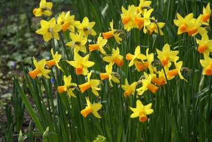  Narcis (Narcissus 'Jetfire')