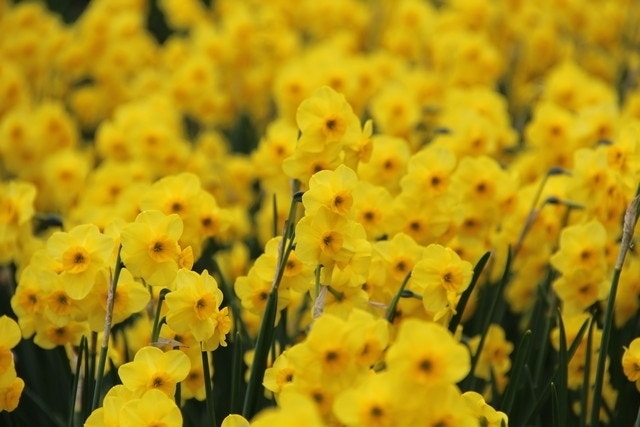  Narcis (Narcissus 'Kokopellii')