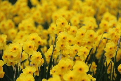  Narcis (Narcissus 'Kokopellii')