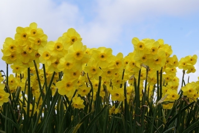  Narcis (Narcissus 'Kokopellii')