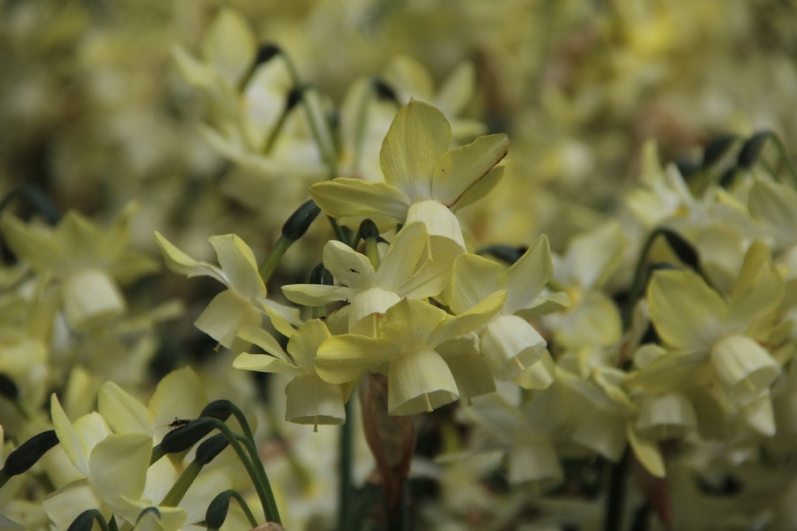  Narcis (Narcissus 'Moonlight Sensation')