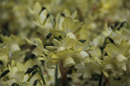  Narcis (Narcissus 'Moonlight Sensation')