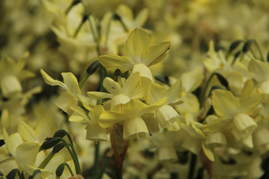  Narcis (Narcissus 'Moonlight Sensation')