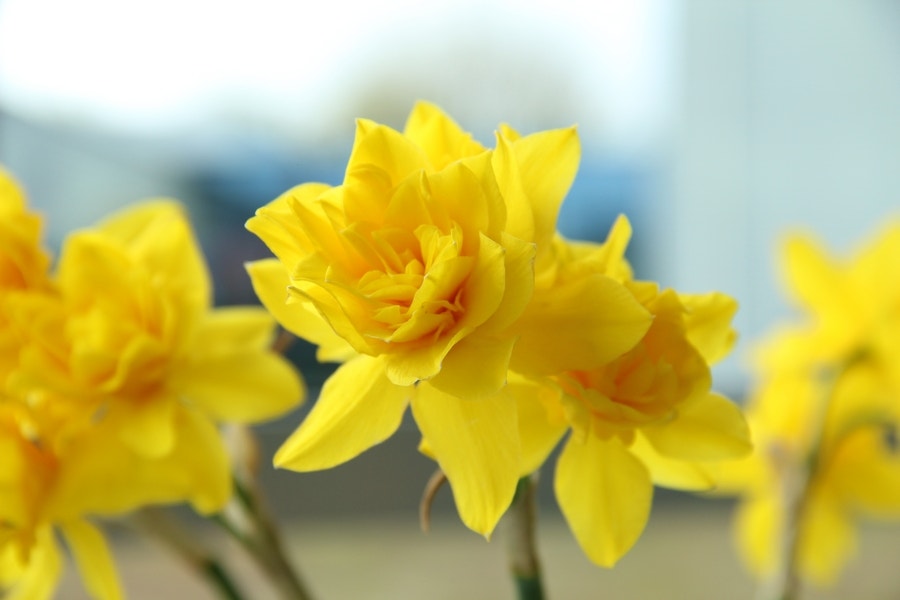  Narcis (Narcissus X Odorus 'Plenus')