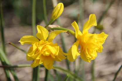  Narcis (Narcissus X Odorus 'Plenus')