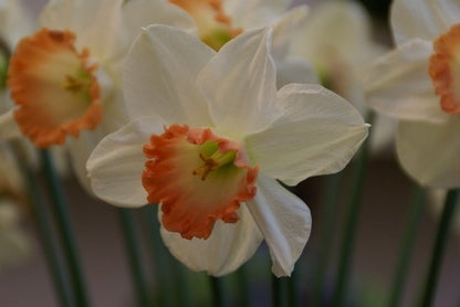  Narcis (Narcissus 'Pink Charm')