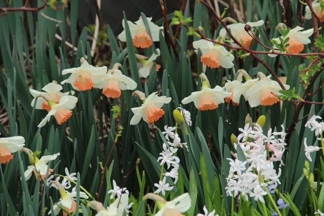  Narcis (Narcissus 'Pink Charm')