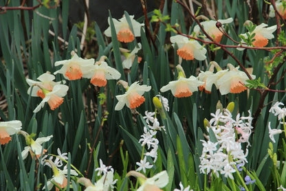  Narcis (Narcissus 'Pink Charm')
