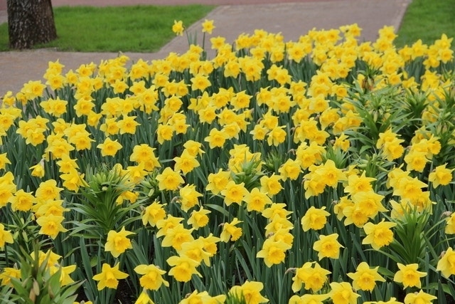  Narcis (Narcissus 'Rijnvelds Early Sensation')