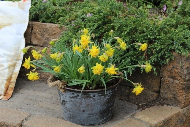  Narcis (Narcissus 'Rip Van Winkle')