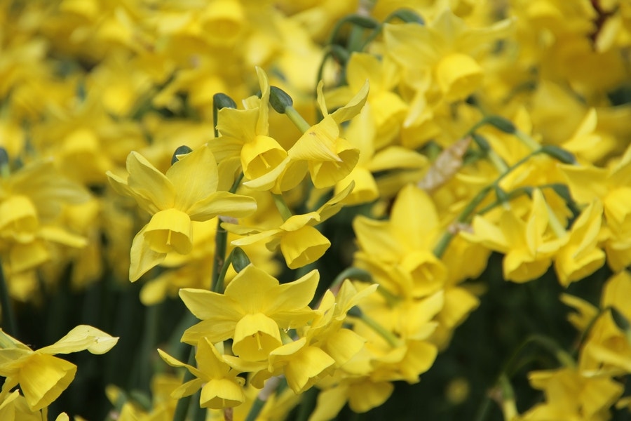  Narcis (Narcissus 'Sunlight Sensation')
