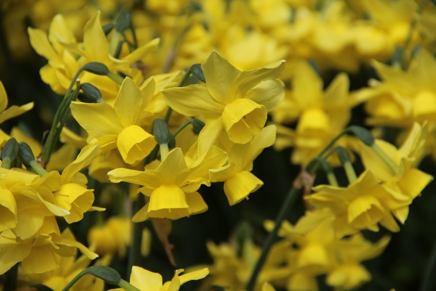  Narcis (Narcissus 'Sunlight Sensation')