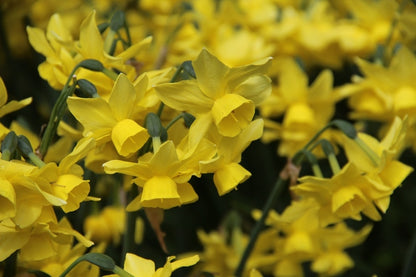  Narcis (Narcissus 'Sunlight Sensation')