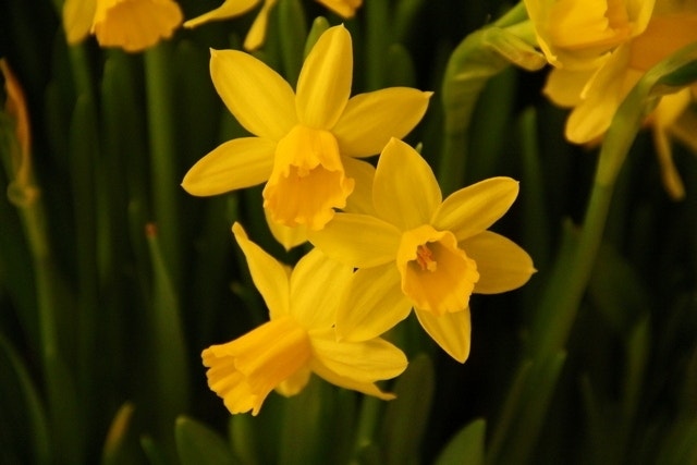  Narcis (Narcissus 'Tête-a-Tête')
