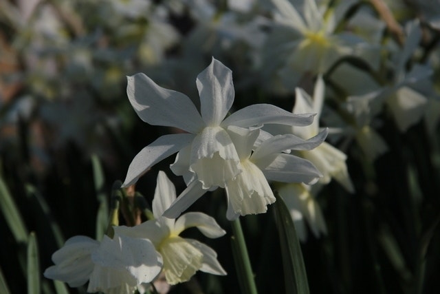  Narcis (Narcissus 'Thalia')
