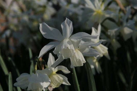  Narcis (Narcissus 'Thalia')
