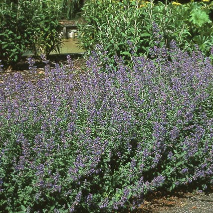  Kattenkruid (Nepeta 'Six Hills Giant')