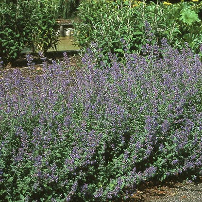  Kattenkruid (Nepeta 'Six Hills Giant')