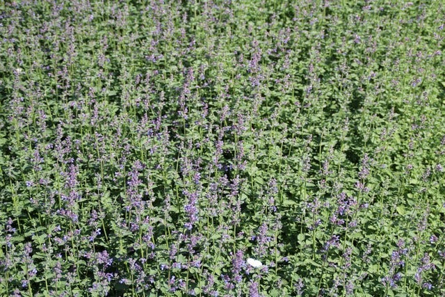  Kattenkruid (Nepeta 'Six Hills Giant')
