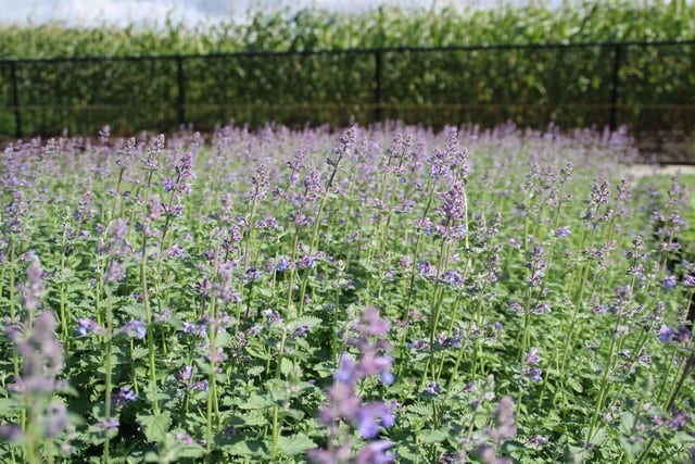  Kattenkruid (Nepeta 'Six Hills Giant')