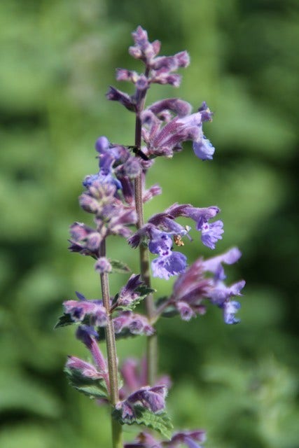  Kattenkruid (Nepeta 'Six Hills Giant')
