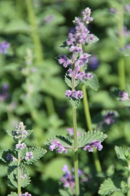  Kattenkruid (Nepeta 'Six Hills Giant')