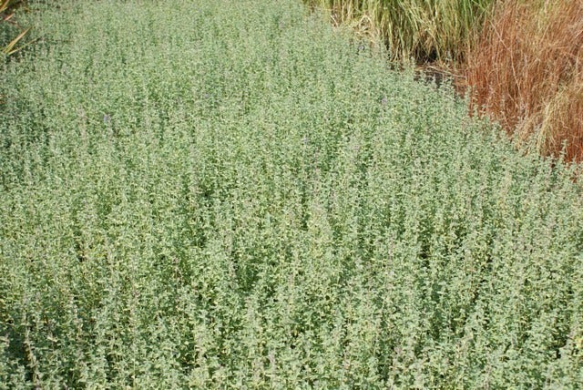  Kattenkruid (Nepeta 'Six Hills Giant')