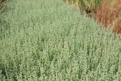  Kattenkruid (Nepeta 'Six Hills Giant')