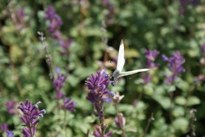  Kattenkruid (Nepeta Racemosa 'Grog')