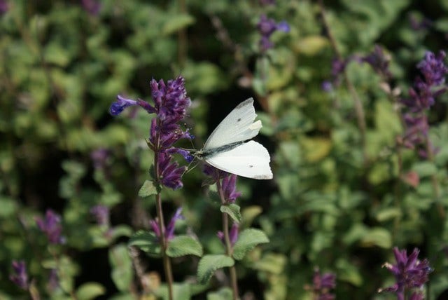  Kattenkruid (Nepeta Racemosa 'Grog')