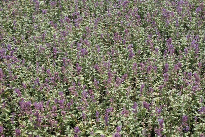  Kattenkruid (Nepeta Racemosa 'Grog')