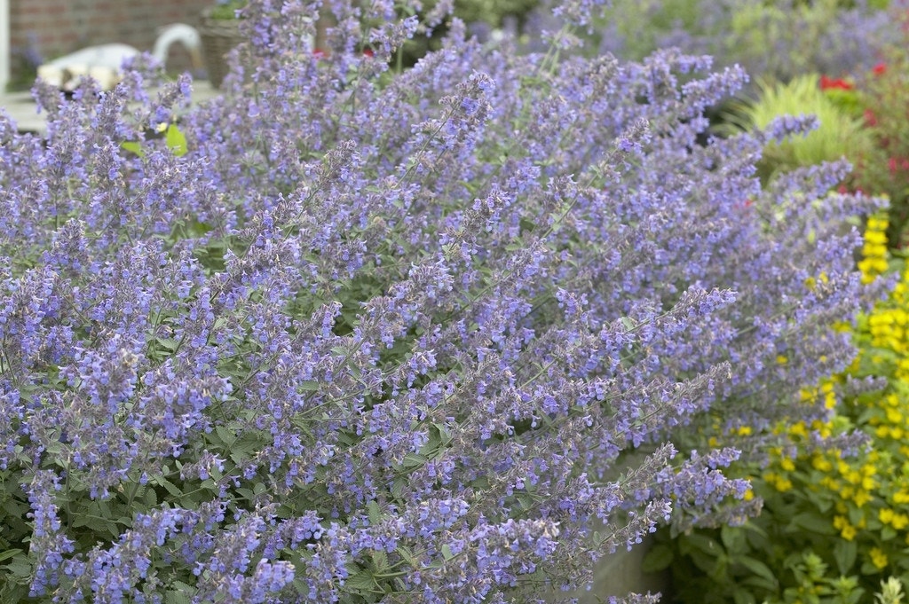  Kattenkruid (Nepeta 'Six Hills Giant')