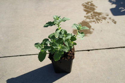  Kattenkruid (Nepeta 'Six Hills Giant')
