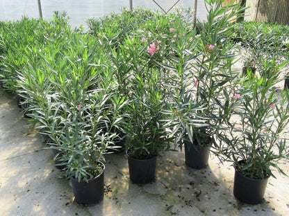  Roze Oleander (Nerium Oleander)