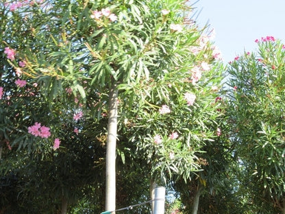  Oleander Als Boom (Nerium Oleander)
