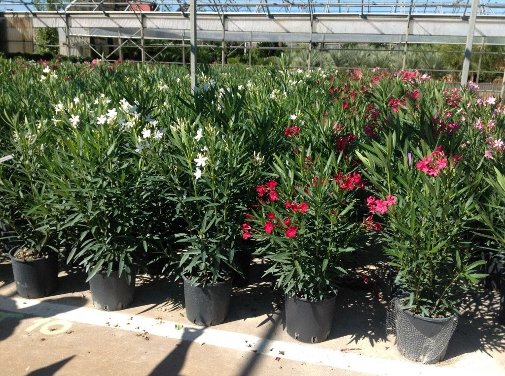  Rode Oleander (Nerium Oleander)
