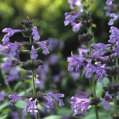  Kattenkruid (Nepeta Sibirica)