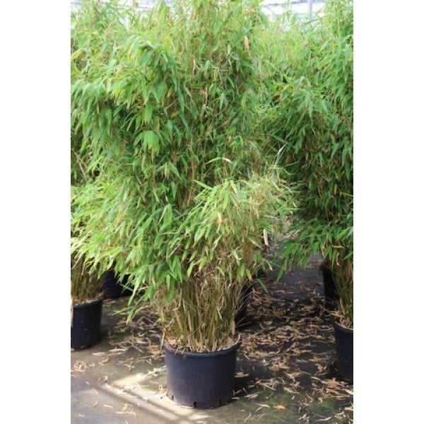  Niet Woekerende Bamboe (Fargesia Robusta 'Campbell')