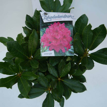  Rhododendron (Rhododendron 'Nova Zembla')