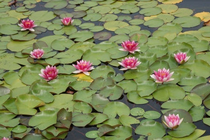  Waterlelie (Nymphaea 'Attraction')