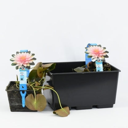  Waterlelie (Nymphaea 'Madame Wilfron Gonnere')