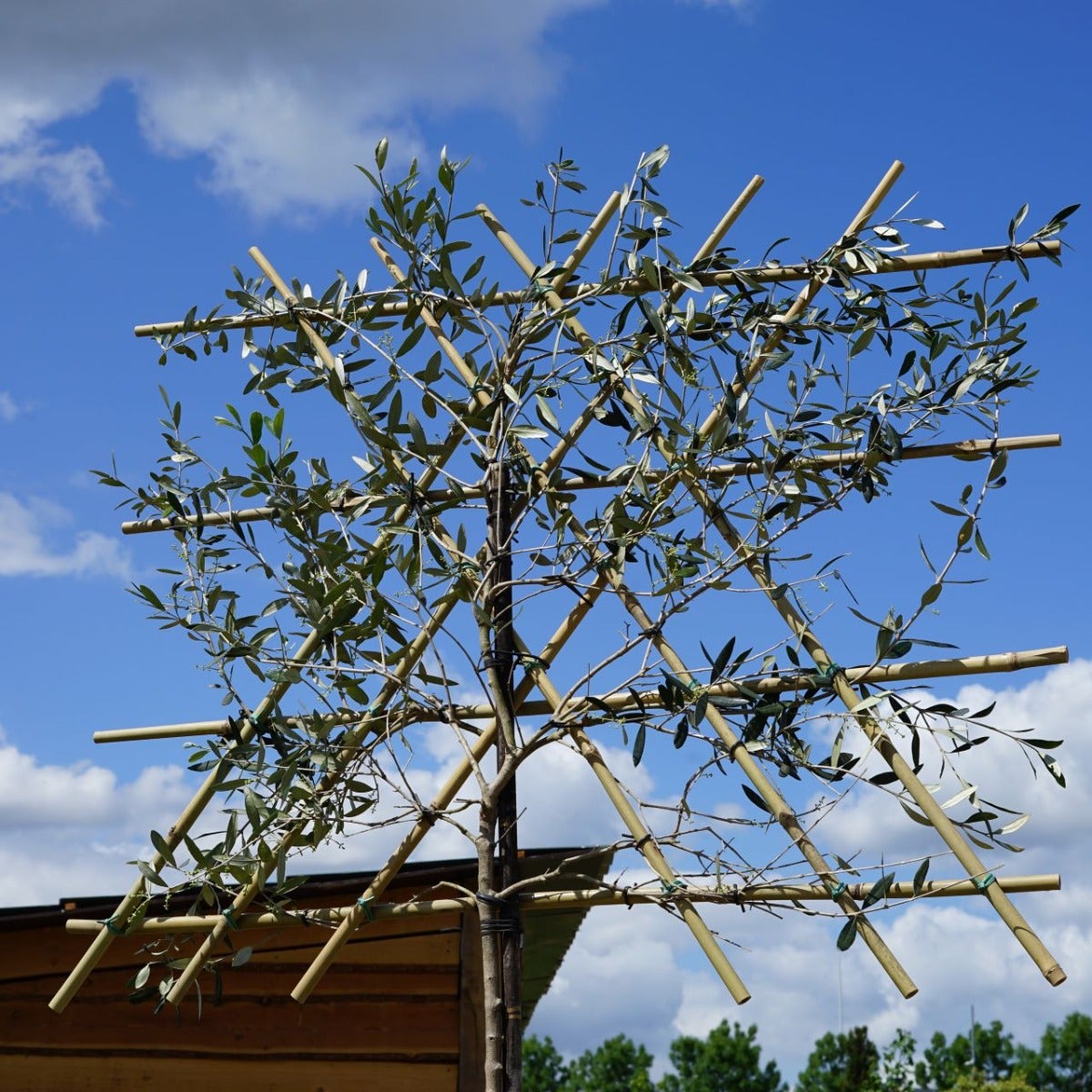  Olijf Als Leiboom (Olea Europaea) NU EXTRA VOORDELIG