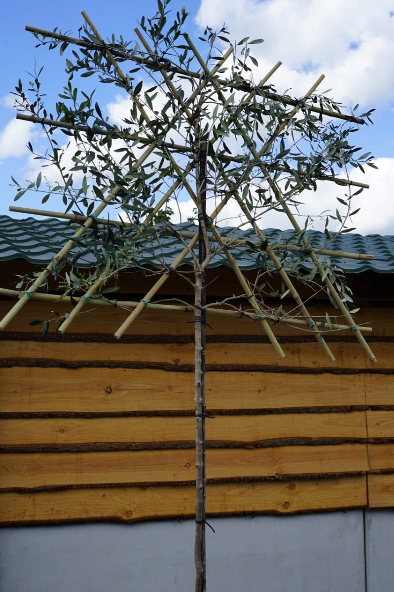  Olijf Als Leiboom (Olea Europaea) NU EXTRA VOORDELIG