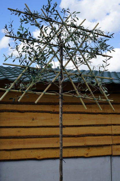  Olijf Als Leiboom (Olea Europaea) NU EXTRA VOORDELIG