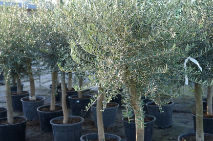  Olijfboom Als Solitair 25/30cm (Olea Europaea)