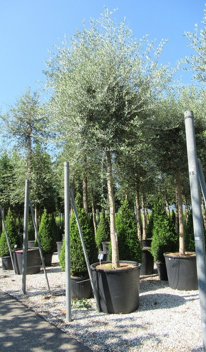  Olijfboom (Olea Europaea )