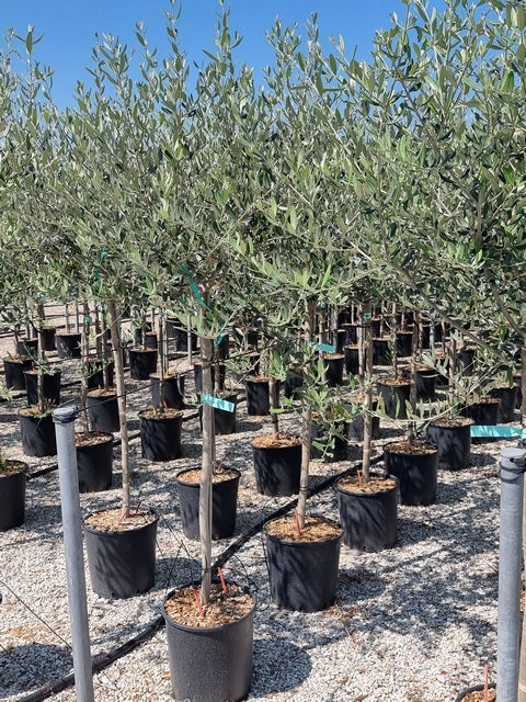  Olijf Als Halfstam (Olea Europaea 'leccino')
