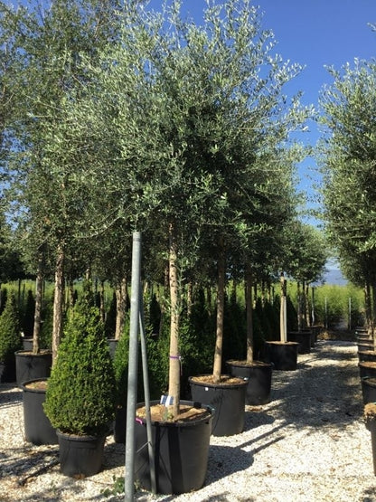  Olijfboom (Olea Europaea )