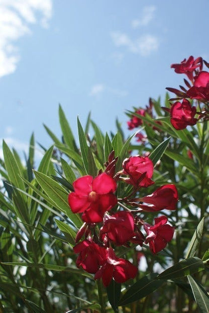  Rode Oleander (Nerium Oleander)