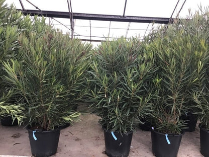  Smalbladige Oleander (Nerium Oleander 'Papa Gambetta')